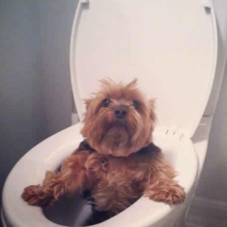 *временное название*