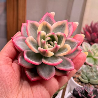 Ахматова_суккуленты🌿