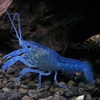 Аквариумные раки - карликовые и обычные