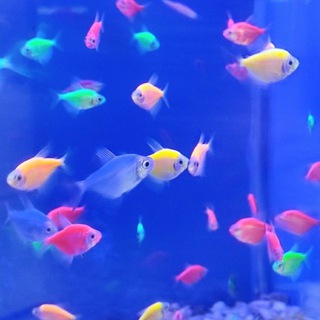 Жители аквариума