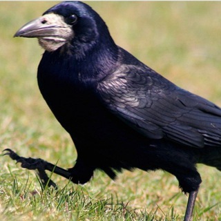 Альянс Грачей