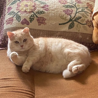 Алиса и котики