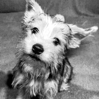 Помним, любим, скорбим