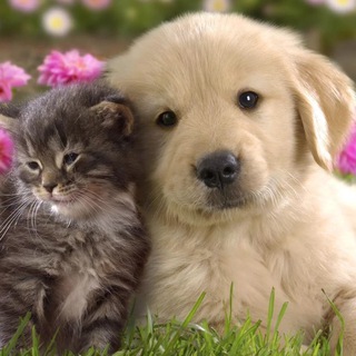 Кошки и собаки