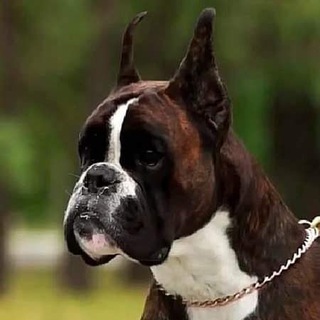 Питомник Алмадинакс Almadinaks boxers питомник немецких боксеров, У нас вы можете купить щенка боксера. Доставка в любой регион.