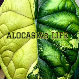 💚𝔸𝕃𝕆ℂ𝔸𝕊𝕀𝔸𝕤 𝕃𝕀𝔽𝔼💚