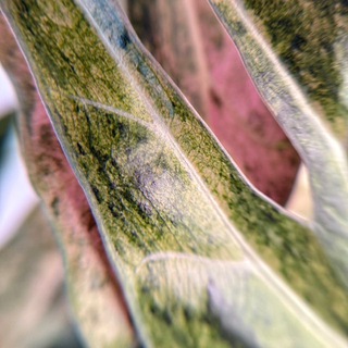 Зелёные мои