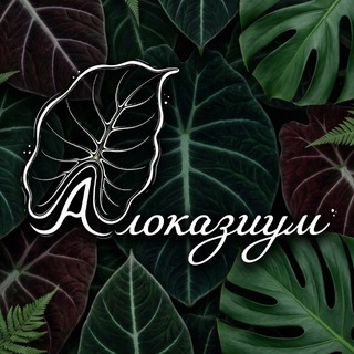 Алоказиум - без корней и морали