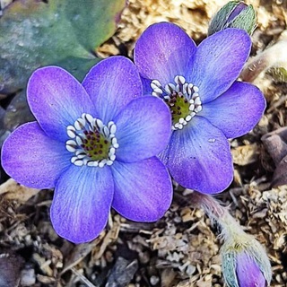 Чеснокова Татьяна