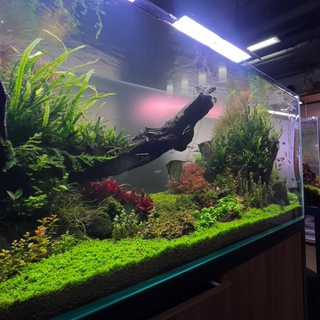 Аквариумная студия AMAНО