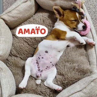 АМАТО 🐶🐱 AMATO