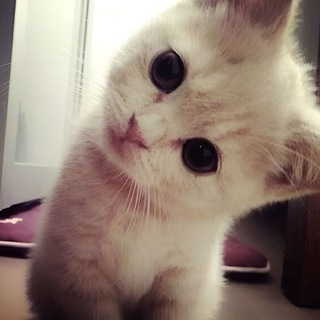 кто такой чайка