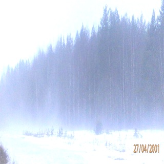 спекулятивный лесничок