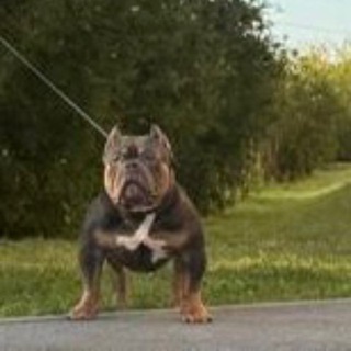 🔥TYUMEN BULLY 🔥