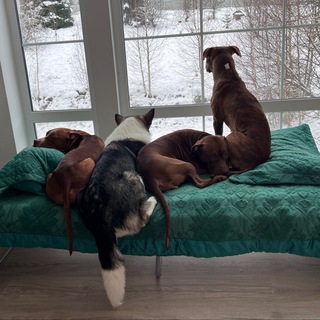 Питбули — большие и маленькие