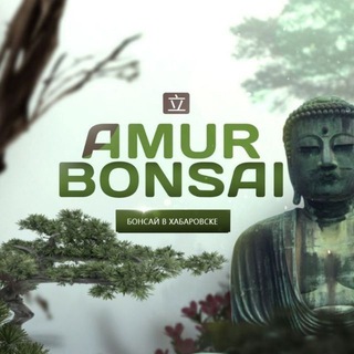 𝔸𝕞𝕦𝕣 𝔹𝕠𝕟𝕤𝕒𝕚 - Бонсай в Хабаровске🌿