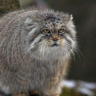 Wayback meme machine