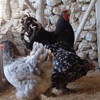 🐥ANDIJON_TOVUQCHI🐓