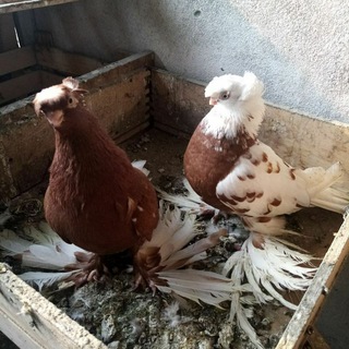 Andijon kaptar bozori