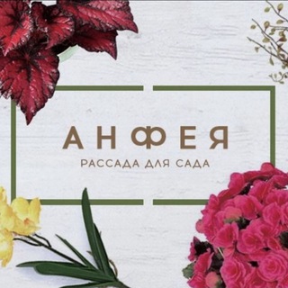 Анфея - рассада для сада и дома