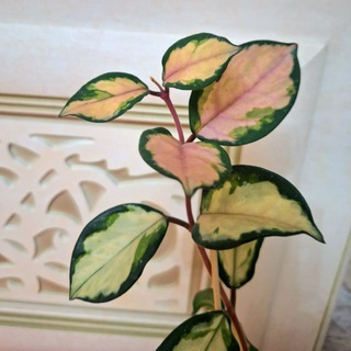 AngeLLinA_Plants🌺