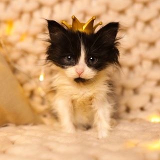 Пушистый Ангел