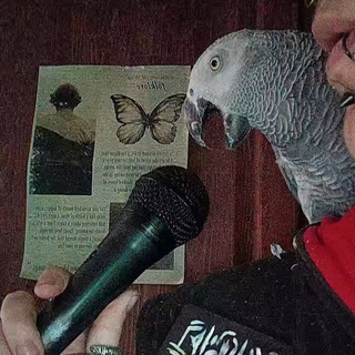 Очень много попугаев