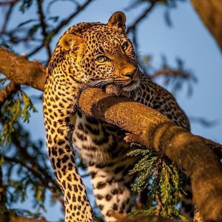 Планета животных | animal planet