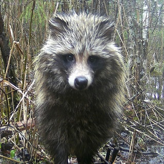 Животные дикого леса