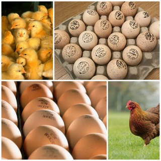 Инкубационное яйцо, цыплята Новосибирск