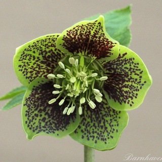 Сад Анны Гауэр 🍎