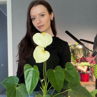 Анютины растения