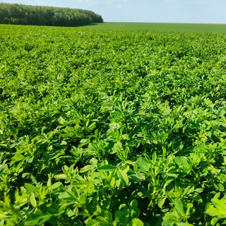 pro ЛЮЦЕРНУ и не только