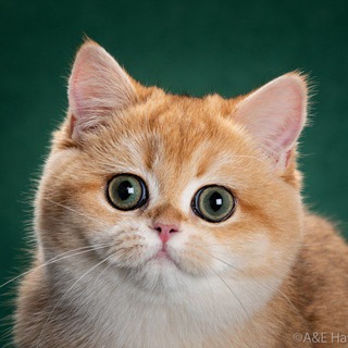 Питомник британских шиншилл Apple Wood