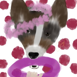 Коргус Люкс