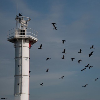 где искать стрижа?