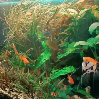 Акваферма🐠