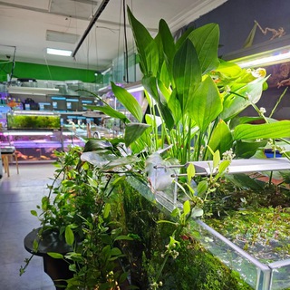 Аквапит🐟🌿🐠🌿🍀🐠