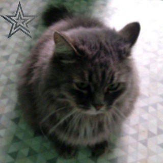 животные | против живодёров