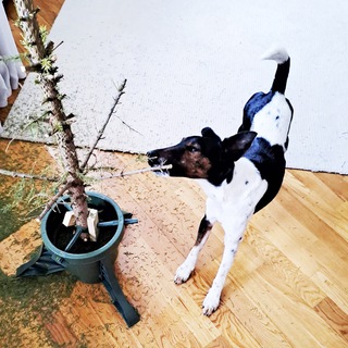 Собака архитектора 🐕