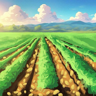 Картофельные поля