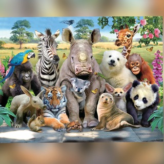 Броненосцы / Armadillos 🏀