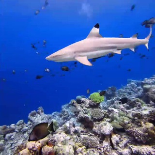 Искусство путешествий The Art of Travel