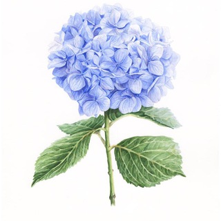 Рисуем цветы | Заметки художника