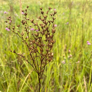 Астрагал•Pro Природу и Ландшафт