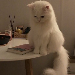 Уголок Гороскопа