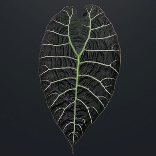 Ася (продажа растений)✨