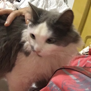 AUAUAU ME MATA LOBO MAU