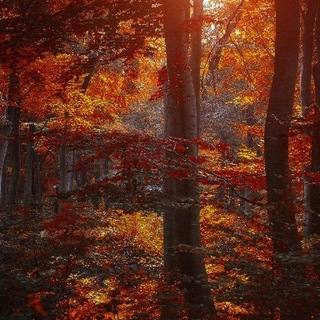 aurora borealis - Мирланда Ойтен|18+|