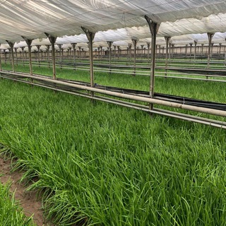 Выгонка лука на перо Россия (для фермеров зелени)